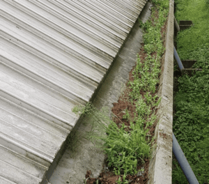 Happy customers in Ampthill who trust The Roof Moss Cleaners for gutter cleaning services